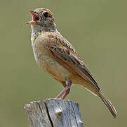 Rufous-naped Lark