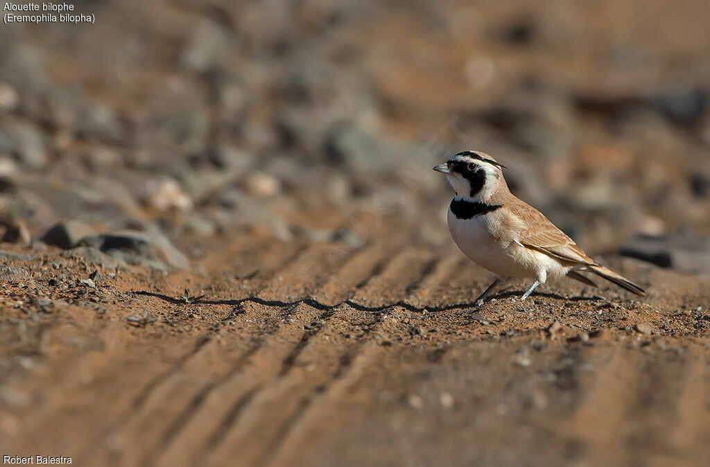 Alouette bilophe