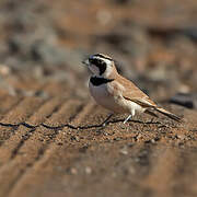 Temminck's Lark