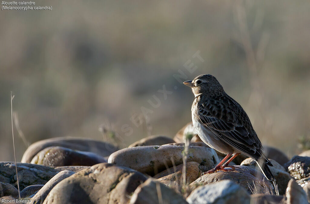 Calandra Lark