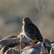 Calandra Lark