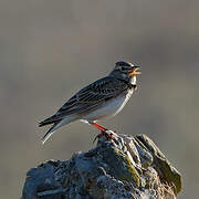 Calandra Lark