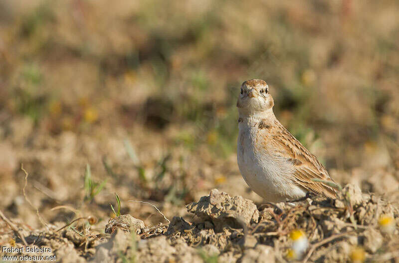 Greater Short-toed Larkadult, habitat, pigmentation