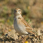 Greater Short-toed Lark