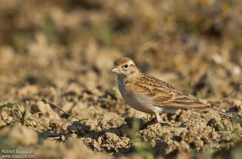 Greater Short-toed Lark