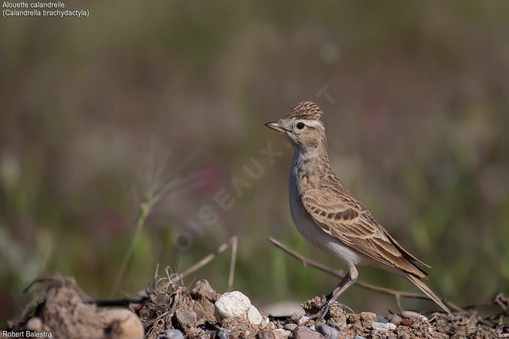 Greater Short-toed Lark