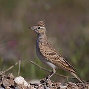 Greater Short-toed Lark