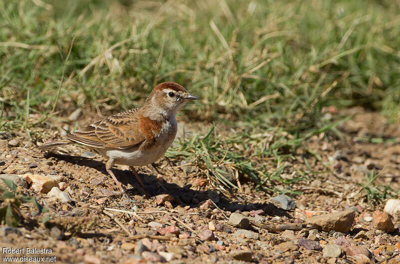 Red-capped Lark