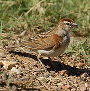 Red-capped Lark