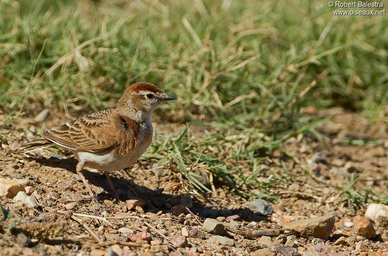 Red-capped Larkadult