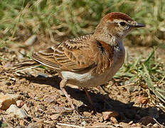 Red-capped Lark