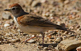 Red-capped Lark