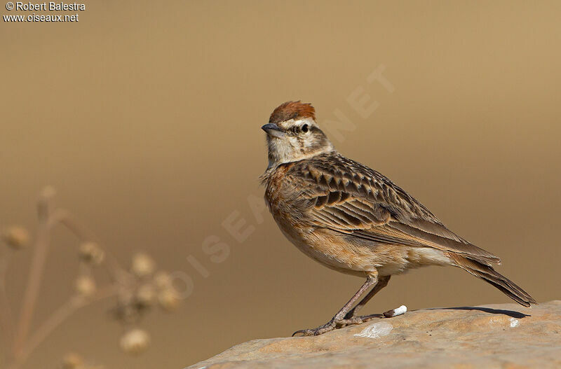 Blanford's Lark (erlangeri)