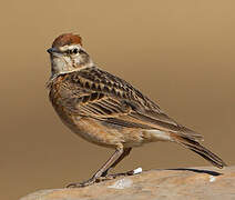 Blanford's Lark (erlangeri)