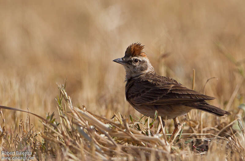 Blanford's Lark (erlangeri), identification