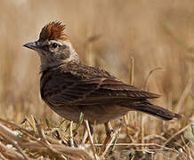 Blanford's Lark (erlangeri)