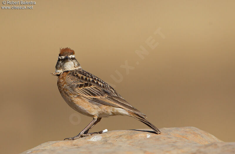 Blanford's Lark (erlangeri)