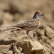 Blanford's Lark (erlangeri)