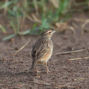 Indochinese Bush Lark