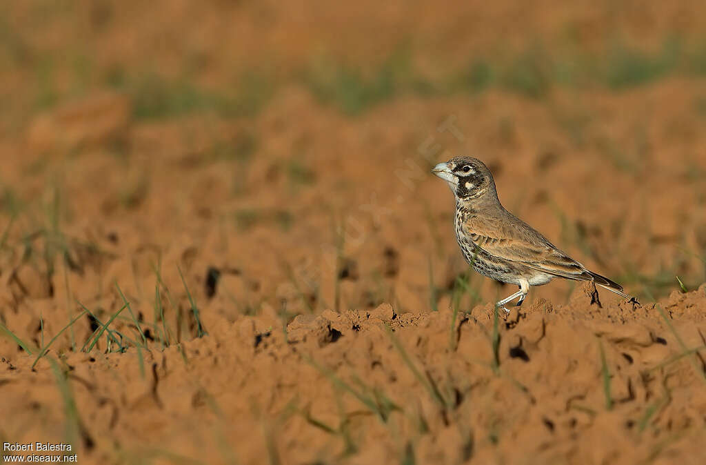 Thick-billed Lark male adult, identification