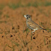 Thick-billed Lark