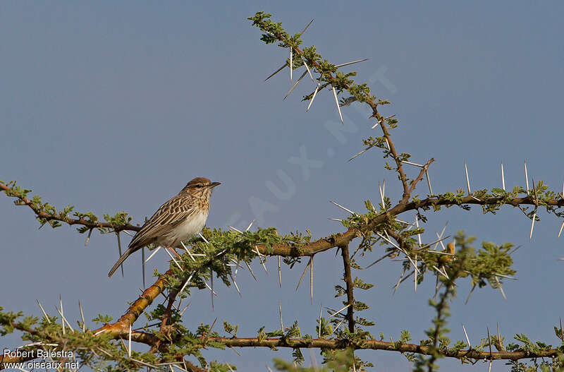 Gillett's Larkadult