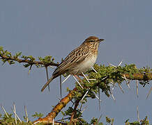 Gillett's Lark