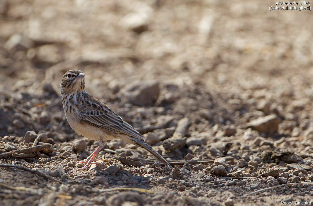 Gillett's Lark