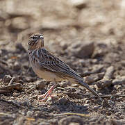 Gillett's Lark