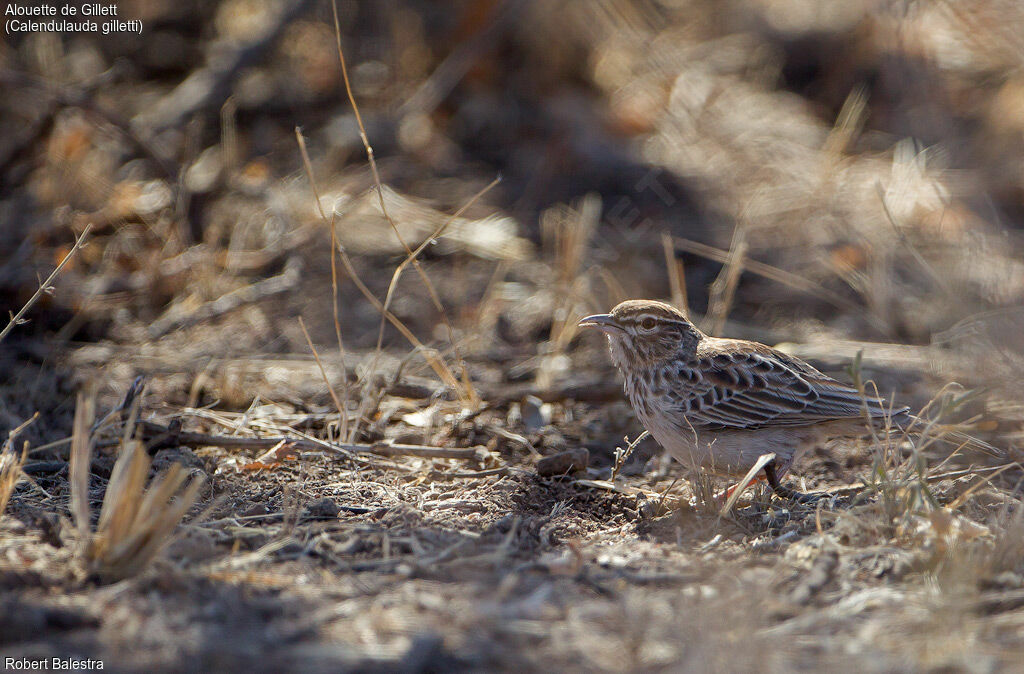 Gillett's Lark