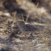 Gillett's Lark