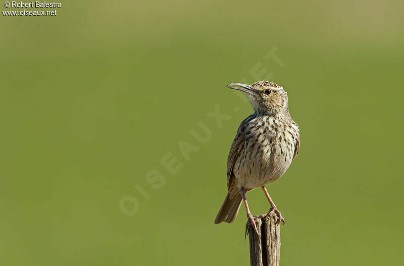 Agulhas Long-billed Lark