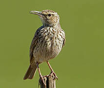 Agulhas Long-billed Lark