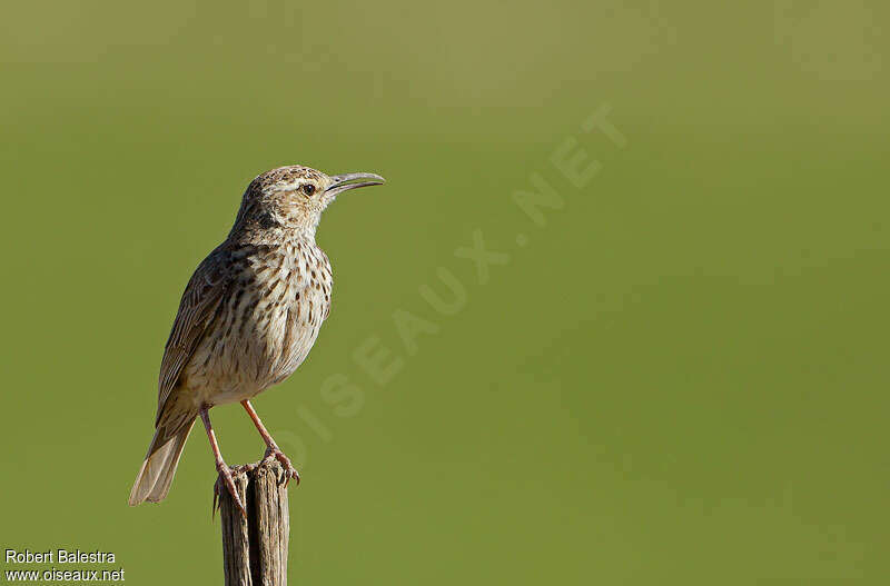 Agulhas Long-billed Lark, identification