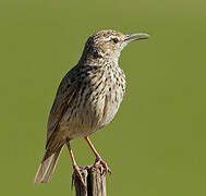 Agulhas Long-billed Lark