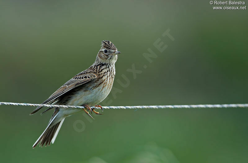 Eurasian Skylark