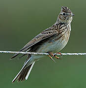 Eurasian Skylark