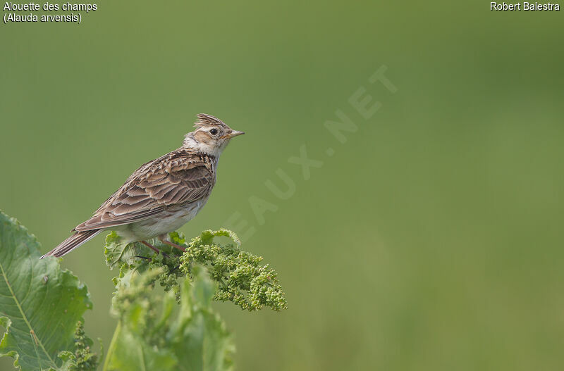 Eurasian Skylark