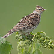 Eurasian Skylark