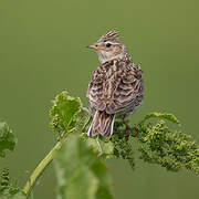 Eurasian Skylark