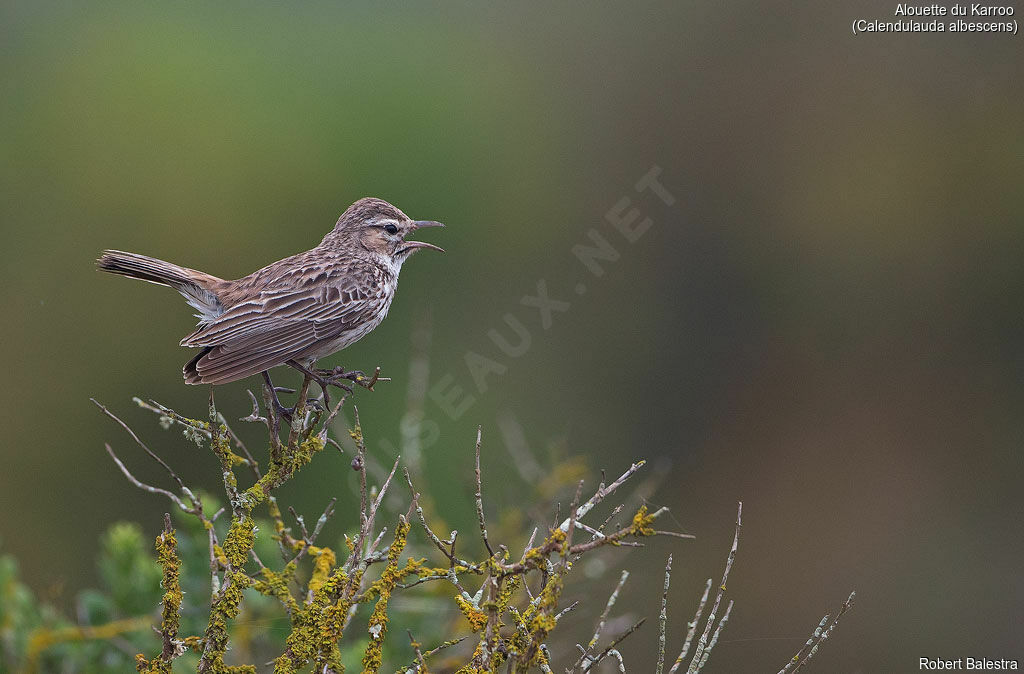 Karoo Lark