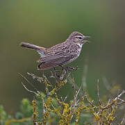 Karoo Lark