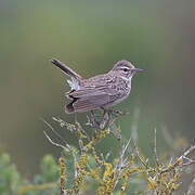 Karoo Lark