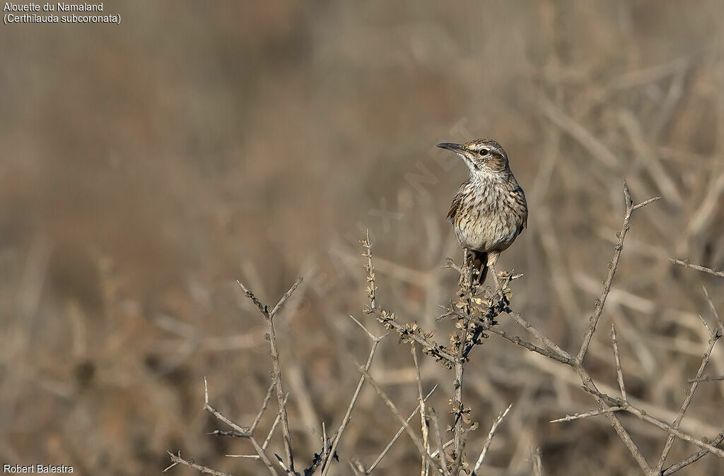 Karoo Long-billed Lark