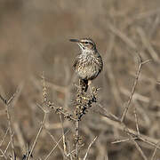 Karoo Long-billed Lark