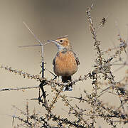 Spike-heeled Lark