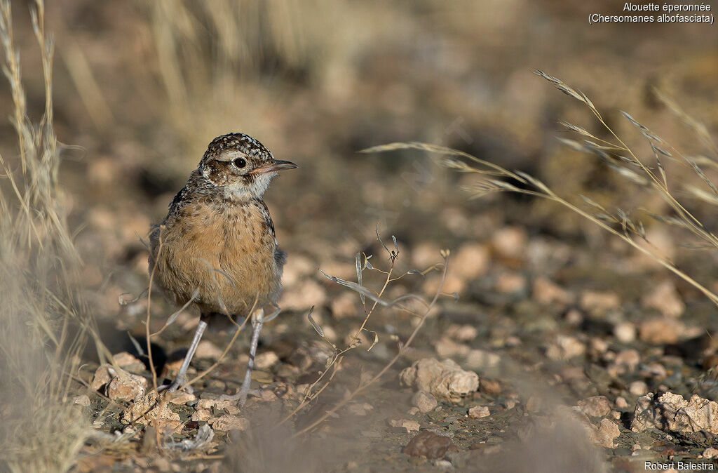 Spike-heeled Lark