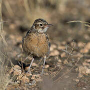 Spike-heeled Lark