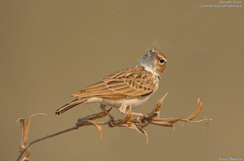 Fawn-colored Lark