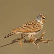 Fawn-colored Lark